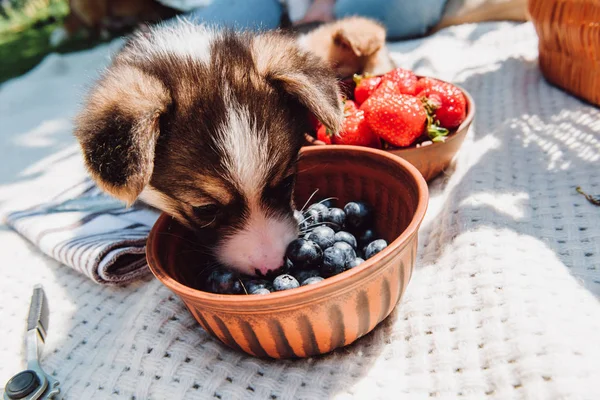 Cachorrinho bonito comendo mirtilos da tigela durante o piquenique no dia ensolarado — Fotografia de Stock