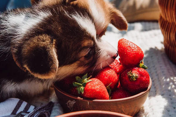 Simpatici cuccioli mangiare fragole insieme dalla ciotola durante il picnic nella giornata di sole — Foto stock