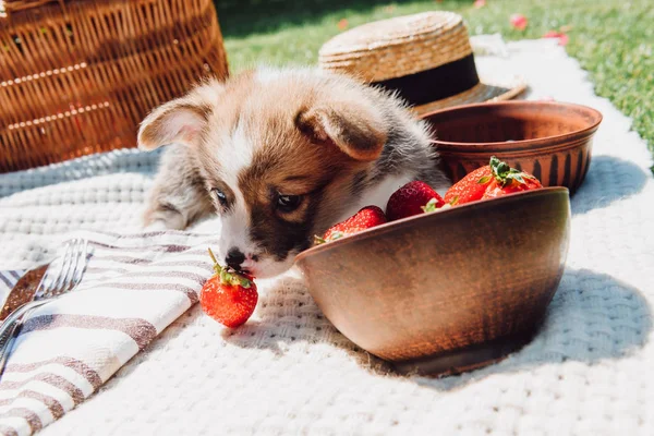 Cute puppy playing with strawberries scattered from bowl during picnic at sunny day — Stock Photo