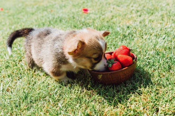 Милый пушистый щенок ест спелую клубнику из чаши на зеленой траве — стоковое фото