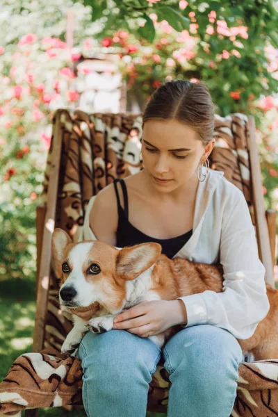Rubia chica holding corgi perro mientras sentado en cubierta silla en verde jardín - foto de stock