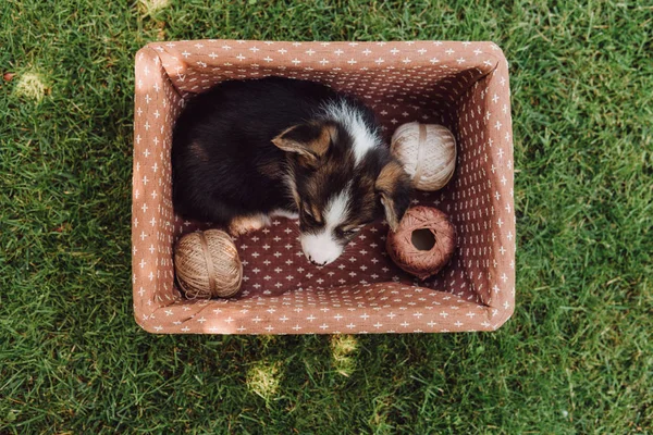 Vista superior do filhote de cachorro adorável bonito na caixa com carretéis de linha no jardim de verão verde — Fotografia de Stock