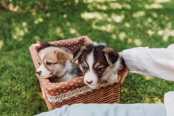 Vista ritagliata di ragazza seduta nel giardino verde vicino scatola di vimini con adorabili cuccioli — Foto stock
