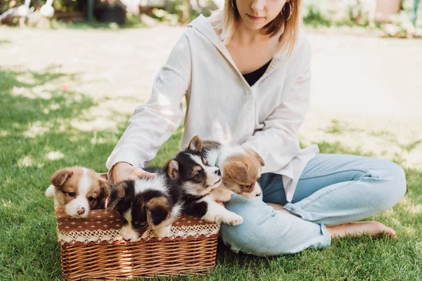 Partial view of blonde girl sitting in green garden with crossed legs near wicker box with adorable puppies — Stock Photo
