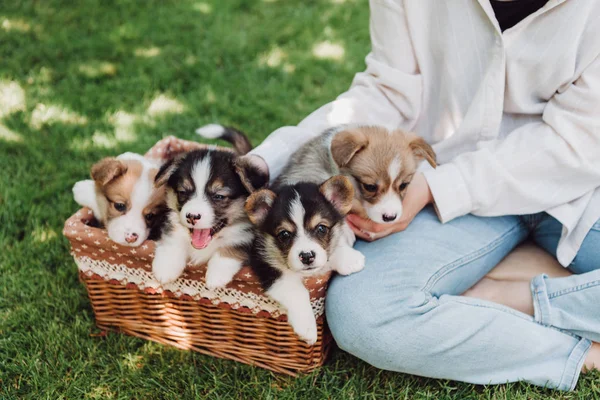 Vue partielle de la fille assise dans le jardin vert avec les jambes croisées près de la boîte en osier avec des chiots adorables — Photo de stock