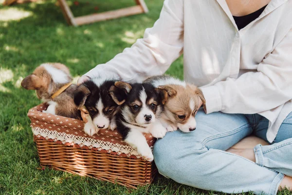 Cropped view of girl sitting in green garden with crossed legs near wicker box with adorable puppies — Stock Photo