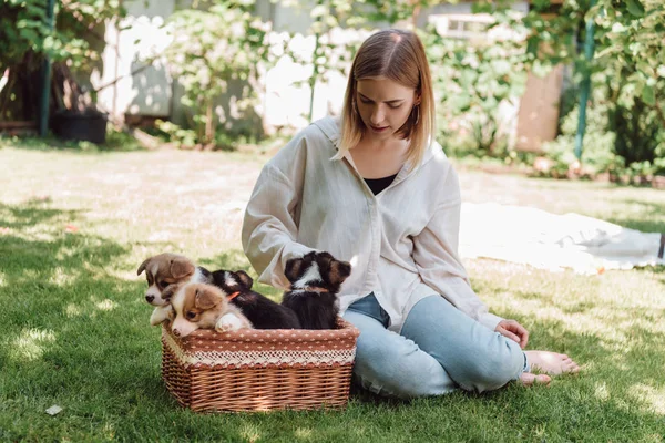 Блондинка босиком девушка сидит в зеленом саду возле плетеной коробке с очаровательными щенками — стоковое фото