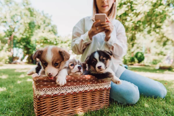 Vue recadrée d'une fille blonde assise dans un jardin vert et utilisant un smartphone près d'une boîte en osier avec d'adorables chiots — Photo de stock