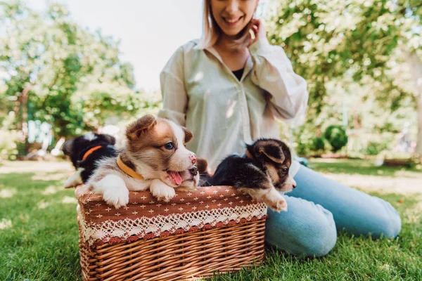 Partial view of happy blonde girl sitting in green garden near wicker box with adorable puppies — Stock Photo