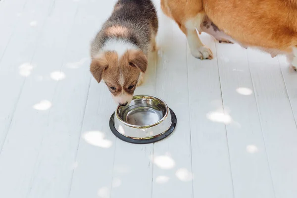 Cute puppy drinking water from silver pet bowl on wooden construction — Stock Photo
