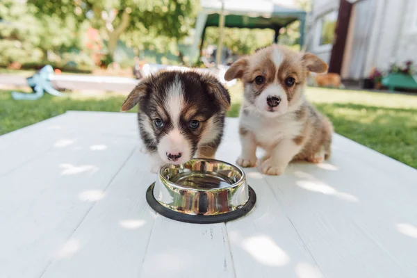 Cute puppies drinking water from silver pet bowl on wooden construction in garden — Stock Photo