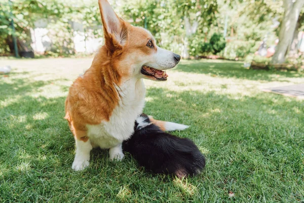 Welsh corgi dog with puppy resting in green garden in summer — Stock Photo
