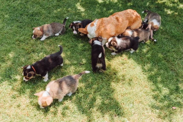 Welsh corgi dog with puppies resting in green garden in summer — Stock Photo