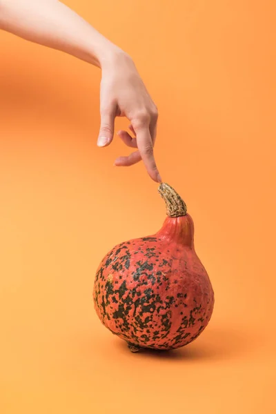 Vista cortada de mulher tocando abóbora no fundo laranja — Fotografia de Stock