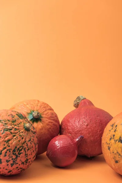 Abóboras naturais maduras em fundo laranja — Fotografia de Stock