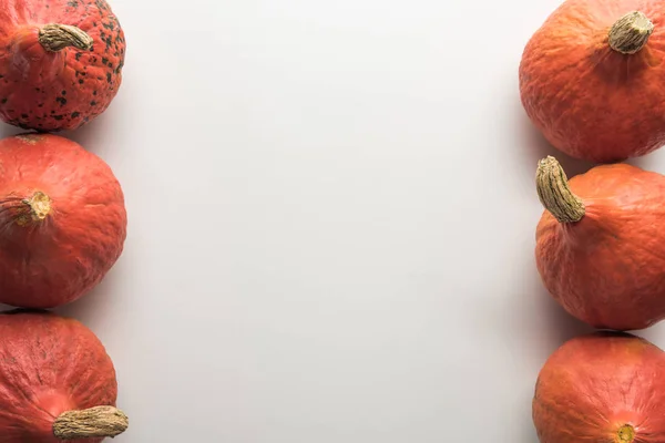 Top view of ripe pumpkins in rows on white background — Stock Photo