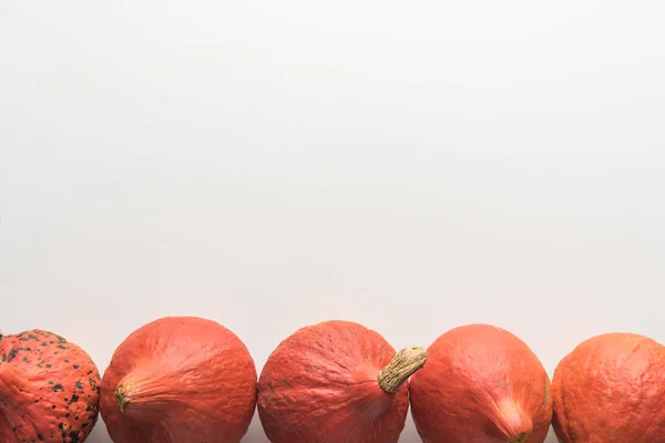 Flat lay com abóboras maduras no fundo branco com espaço de cópia — Fotografia de Stock