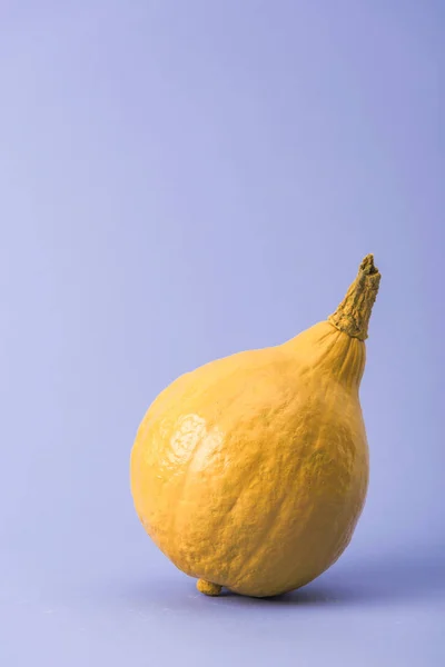 Gelb bunt bemalter Kürbis auf violettem Hintergrund — Stockfoto