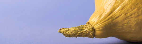 Панорамний знімок жовтого барвистого пофарбованого гарбуза на фіолетовому фоні — стокове фото
