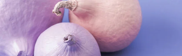 Panoramic shot of pastel colorful painted pumpkins on violet background — Stock Photo