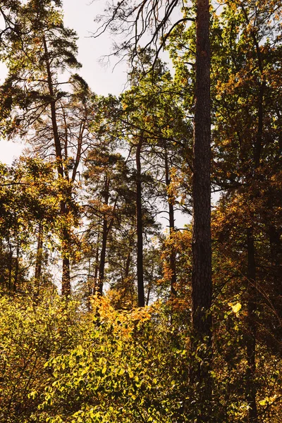 Живописный осенний лес с высокими деревьями и золотой листвой в солнечном свете — стоковое фото