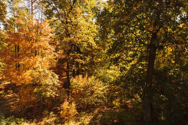 Мальовничий автентичний ліс із золотим листям на сонячному світлі — стокове фото