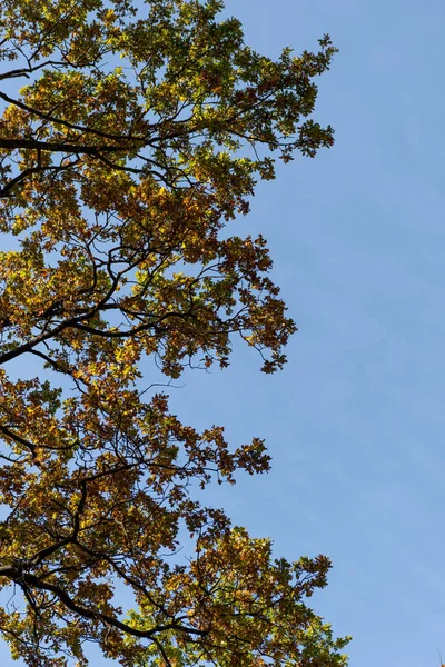 Albero autunnale con fogliame dorato su sfondo cielo blu alla luce del sole — Foto stock