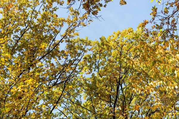 Albero autunnale con fogliame dorato su sfondo cielo blu alla luce del sole — Foto stock