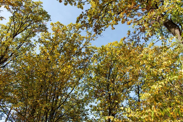 Autumnal tree with golden foliage on blue sky background in sunlight — Stock Photo