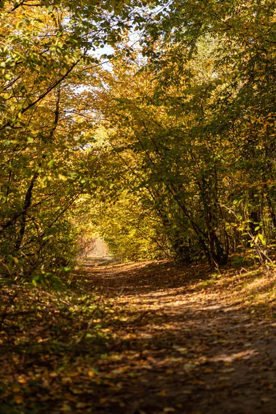 Scenografica foresta autunnale con fogliame dorato e sentiero alla luce del sole — Foto stock