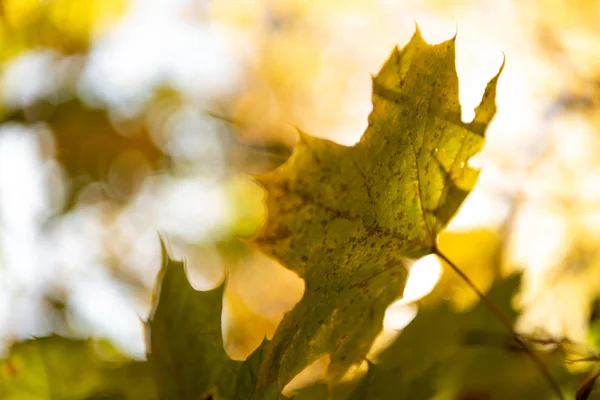 Закрыть вид на золотой кленовой листвы на ветке дерева при солнечном свете — стоковое фото