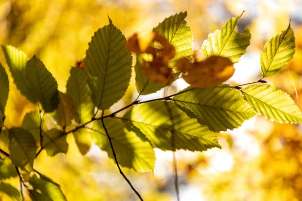 Vue rapprochée du feuillage doré sur la branche de l'arbre au soleil — Photo de stock