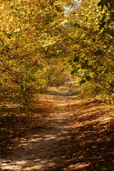 Forêt automnale pittoresque avec feuillage doré et sentier sous la lumière du soleil — Photo de stock