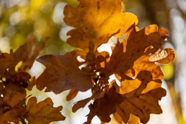 Vista de cerca del follaje dorado otoñal en la rama del árbol a la luz del sol - foto de stock