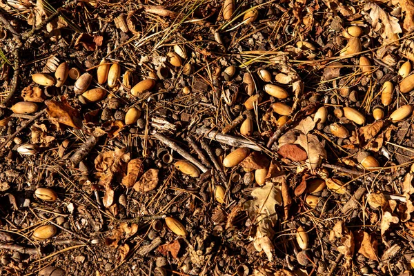 Top view of dry leaves, branches and acorns on ground in autumnal forest in sunlight — Stock Photo