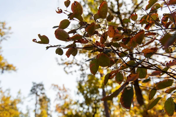 Close up view of golden foliage on tree branch at daytime — Stock Photo