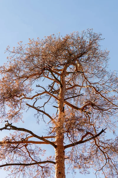 Vista de ángulo bajo del tronco del árbol otoñal sobre fondo azul del cielo - foto de stock