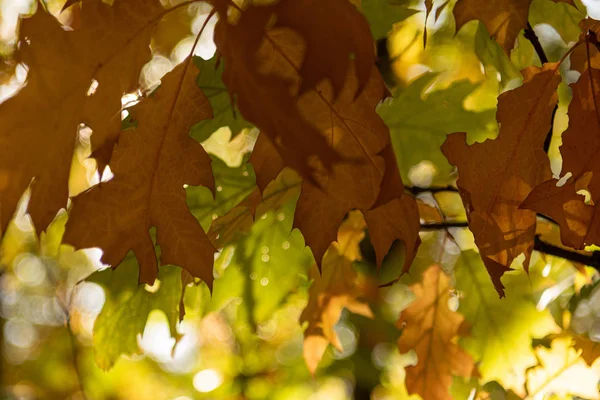 Vue rapprochée des feuilles d'érable dans la forêt automnale au soleil — Photo de stock