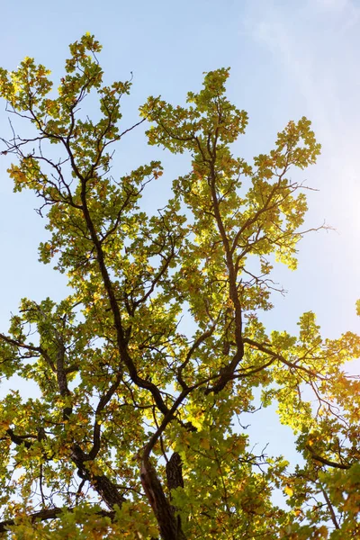 Низкий угол обзора осеннего дерева на голубом фоне неба с солнцем — стоковое фото