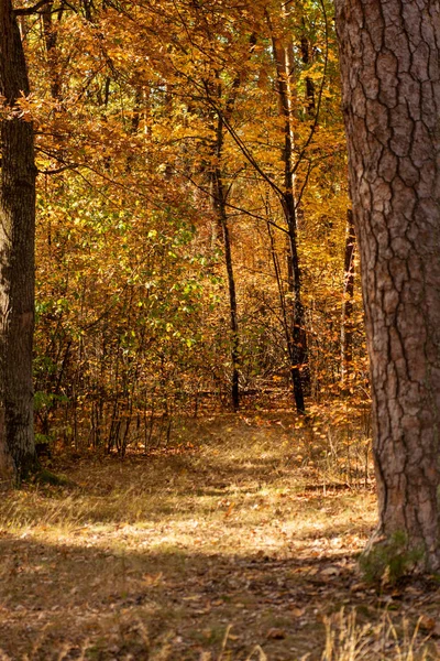 Hermoso bosque otoñal con follaje dorado y camino a la luz del sol - foto de stock