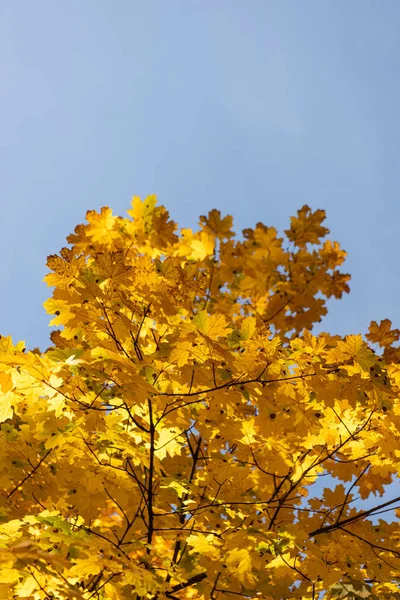 Vista ravvicinata di albero autunnale con fogliame dorato su sfondo cielo blu — Foto stock