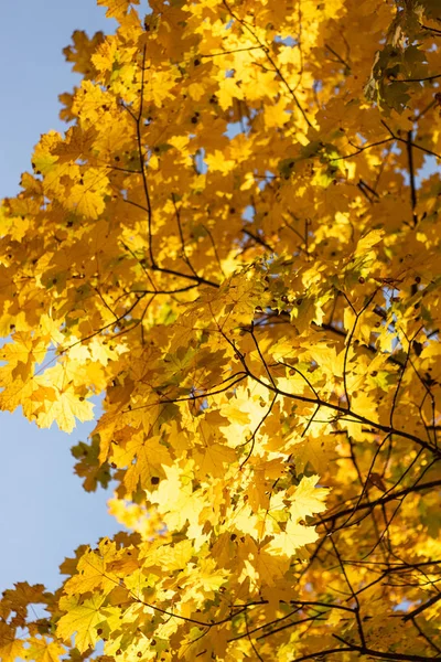 Крупним планом вид на автентичне дерево з золотим листям на фоні блакитного неба — стокове фото