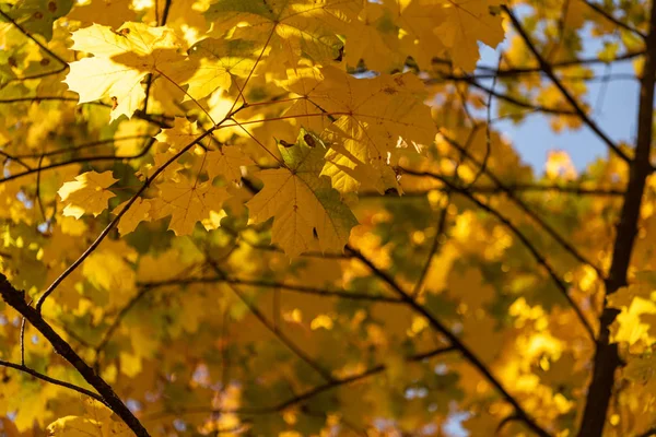 Vue rapprochée de l'arbre automnal au feuillage doré sur fond de ciel bleu — Photo de stock