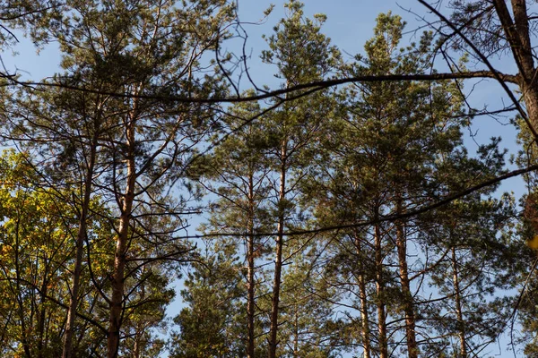 Blick auf den malerischen Wald mit grünen hohen Kiefern im Sonnenlicht — Stockfoto