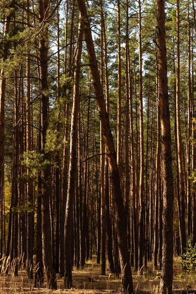 Pittoresca foresta autunnale con alti pini alla luce del sole — Foto stock