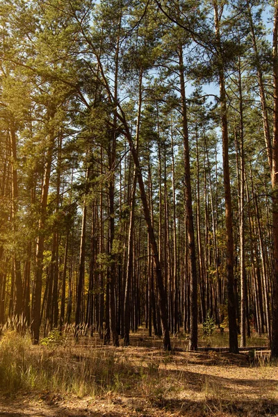 Bosque otoñal pintoresco con árboles dorados y pinos altos a la luz del sol - foto de stock