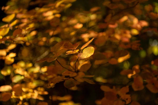 Nahaufnahme von herbstlich goldenem Laub — Stockfoto