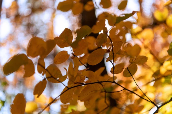 Vista de cerca del follaje dorado otoñal - foto de stock