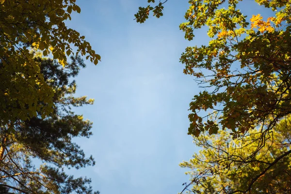 Вид снизу вершин деревьев на голубом фоне неба — стоковое фото