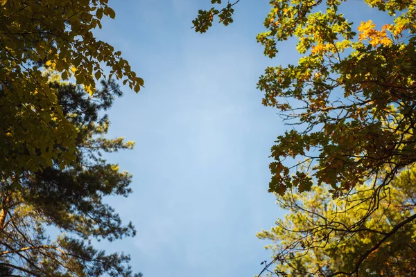 Von unten Ansicht der Bäume Spitzen auf blauem Himmel Hintergrund — Stockfoto